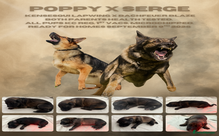 German Shepherd dogs - Advert 1
