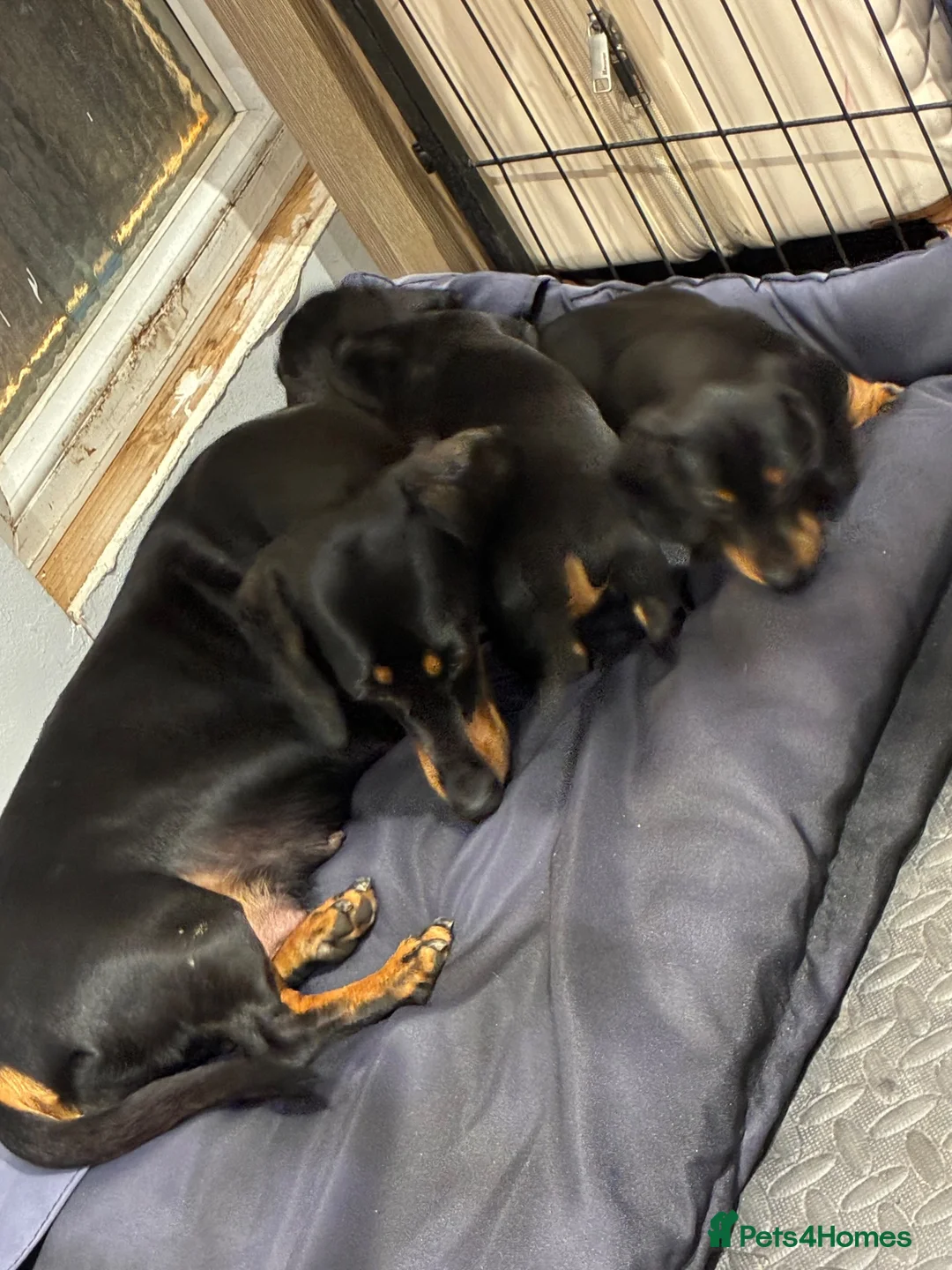Dachshund dogs for sale: Beautiful dachshund puppies  in Bodmin - Advert 1