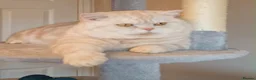 British Shorthair cats for sale: Cream boy  - Advert 3