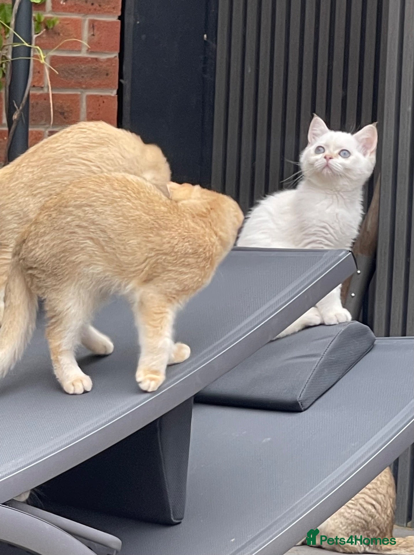Scottish Fold cats PUREBRED GOLDEN CHINCHILLA SCOTTISH FOLD KITTENS  - Advert 2