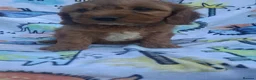 Cockapoo dogs for sale: F1 cockapoo puppies ready now  - Advert 9
