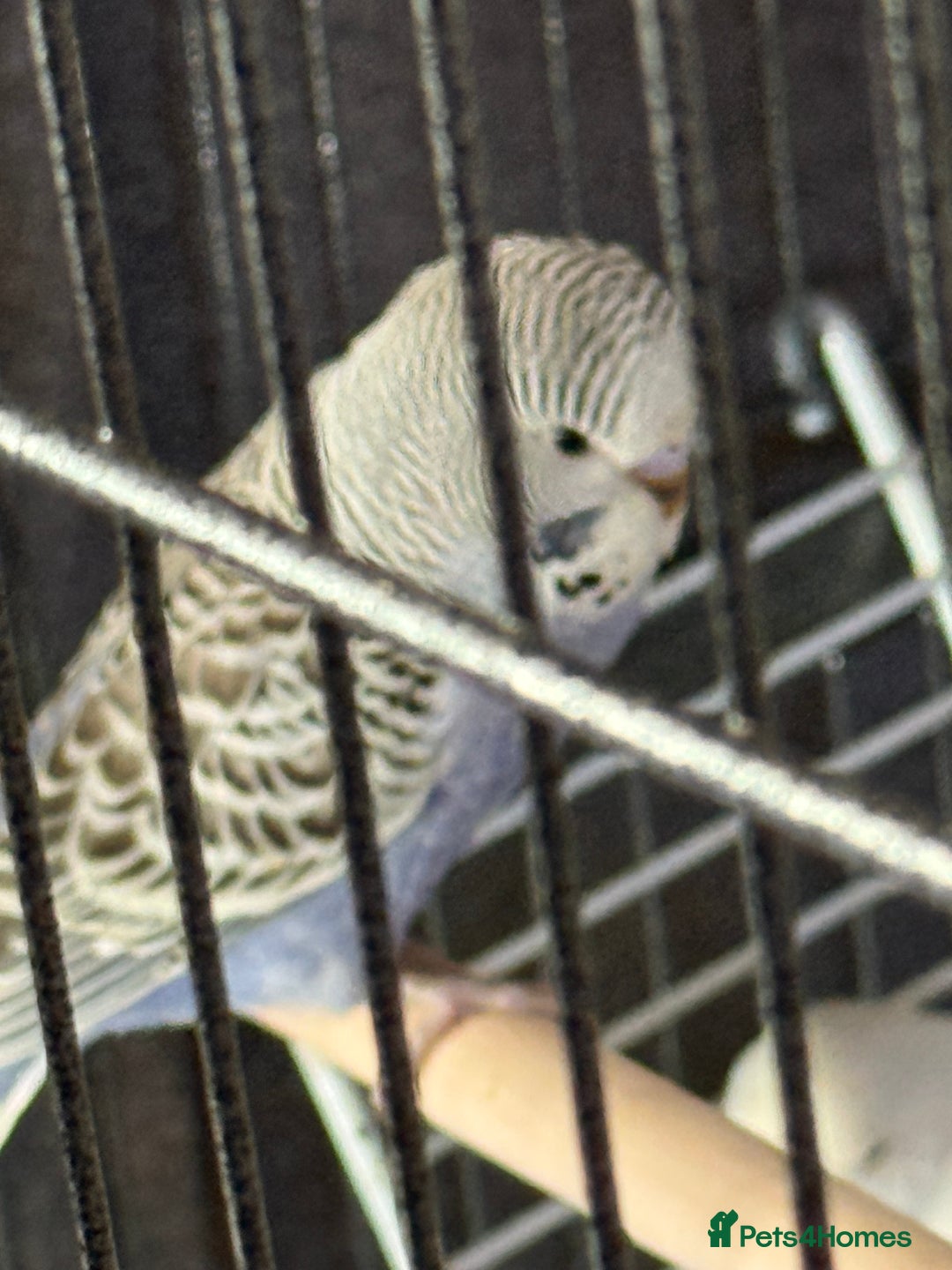 Budgerigars birds for sale: Hand Tamed Baby Budgies - Advert 3