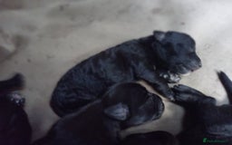 Patterdale Terrier dogs for sale: Patterdale puppies, good strong pups, home bred. - Image 6