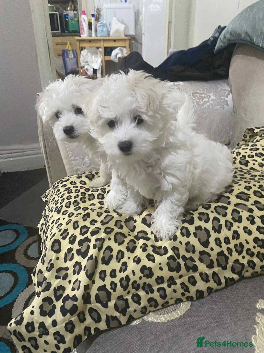 Maltese dogs for sale: Bichon Maltese  - Advert 5