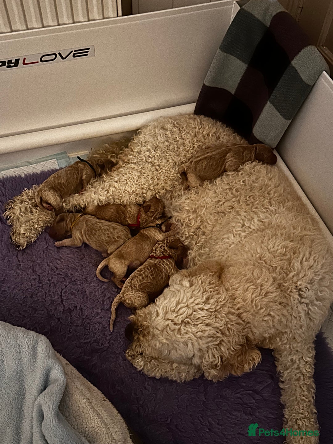 Goldendoodle dogs for sale: Golden Double Doodles - Image 9