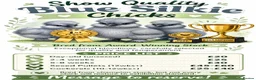 Chickens poultry for sale: Beautiful champion bloodline blue silkies  - Advert 5