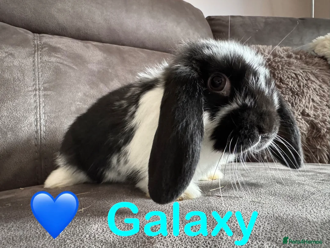 Mini Lop rabbits for sale: Beautiful Mini Lops Available to Reserve - Advert 2