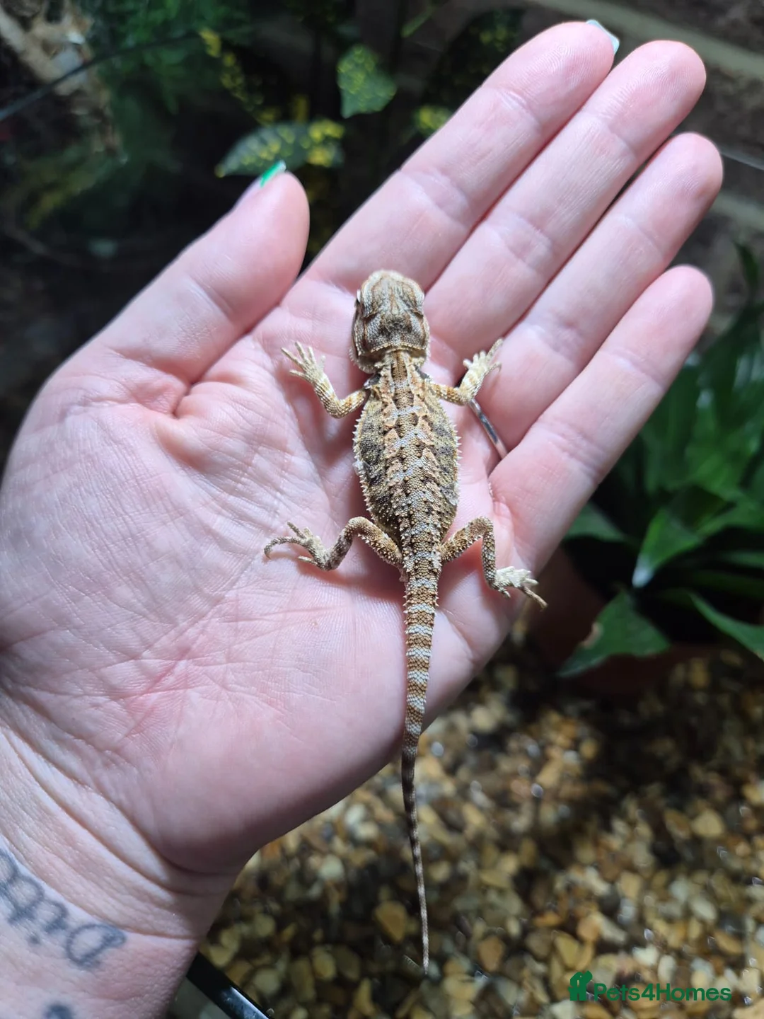 Bearded Dragon reptiles for sale:  Baby bearded dragons - Advert 14