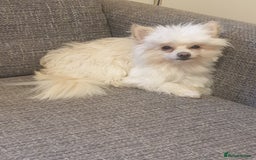 Pomapoo dogs for sale: Beautiful Pom puppies 🐶  - Image 2