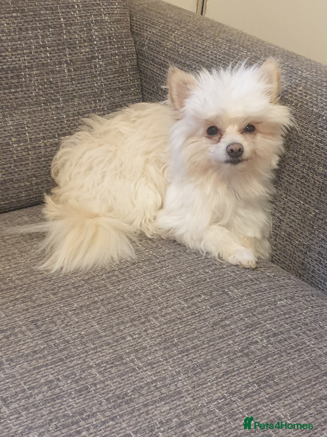 Pomapoo dogs for sale: Beautiful Pom puppies 🐶  - Image 2