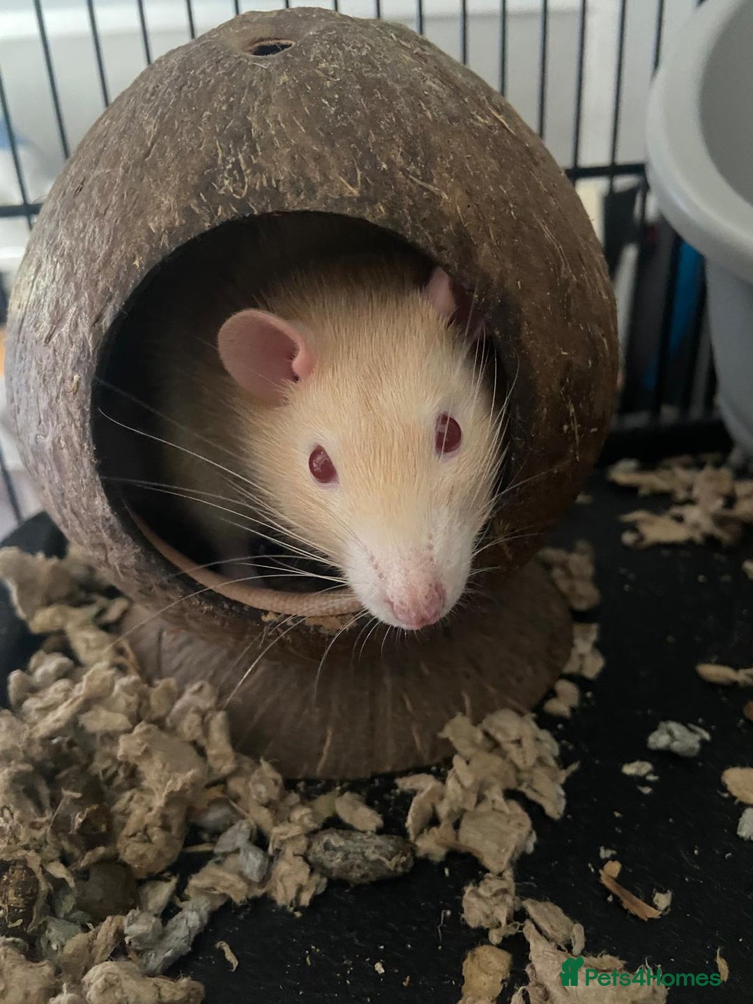 Rat rodents for sale: 2 Beige & White Boy Rats - Advert 2