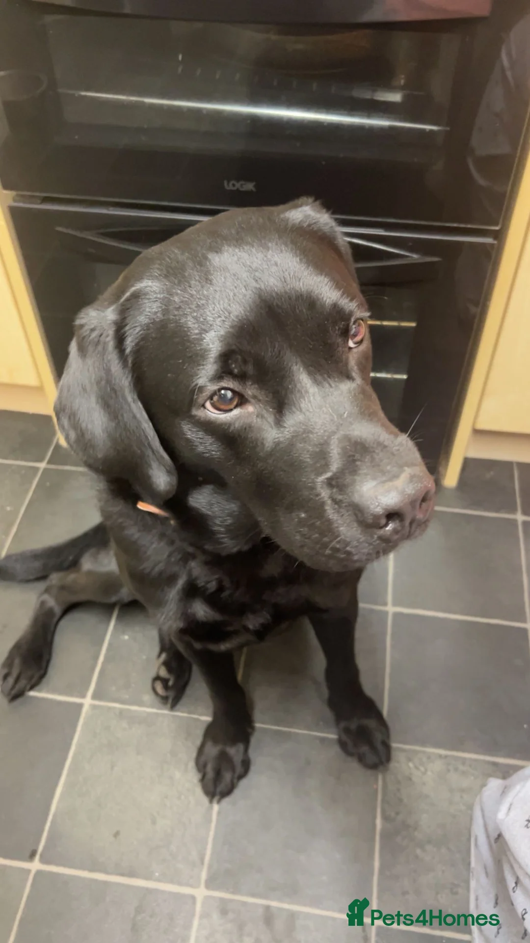 Labrador Retriever dogs for sale: Labrador KC Reg Boy 1 Year Old in Bruton - Advert 3