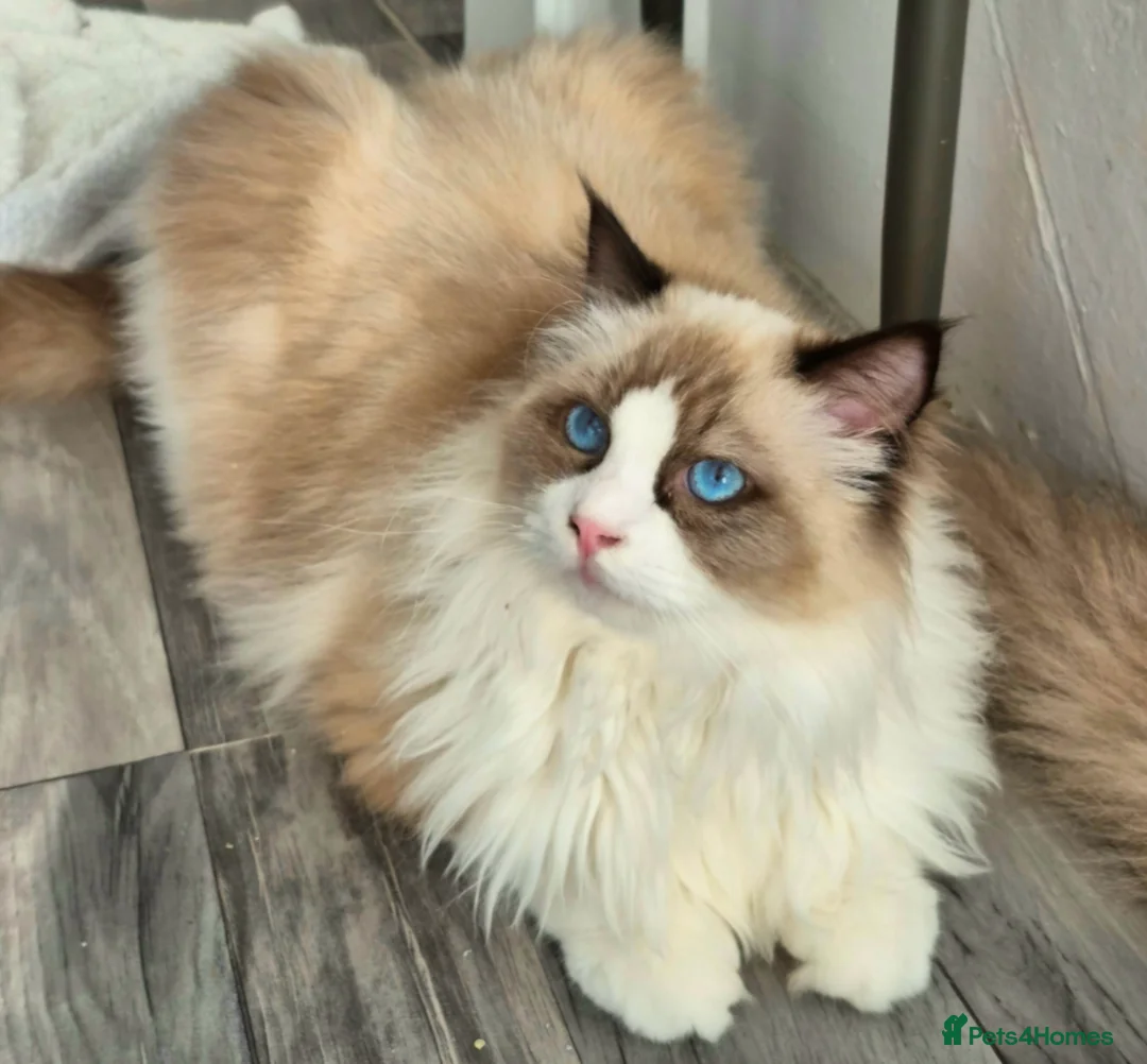 Ragdoll cats for sale: Premium Seal Bicolour  Ragdoll Boys 💖💖💖 - Advert 14