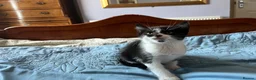 Mixed Breed cats for sale: Beautiful Kittens Seeking Loving Forever Homes  - Advert 20