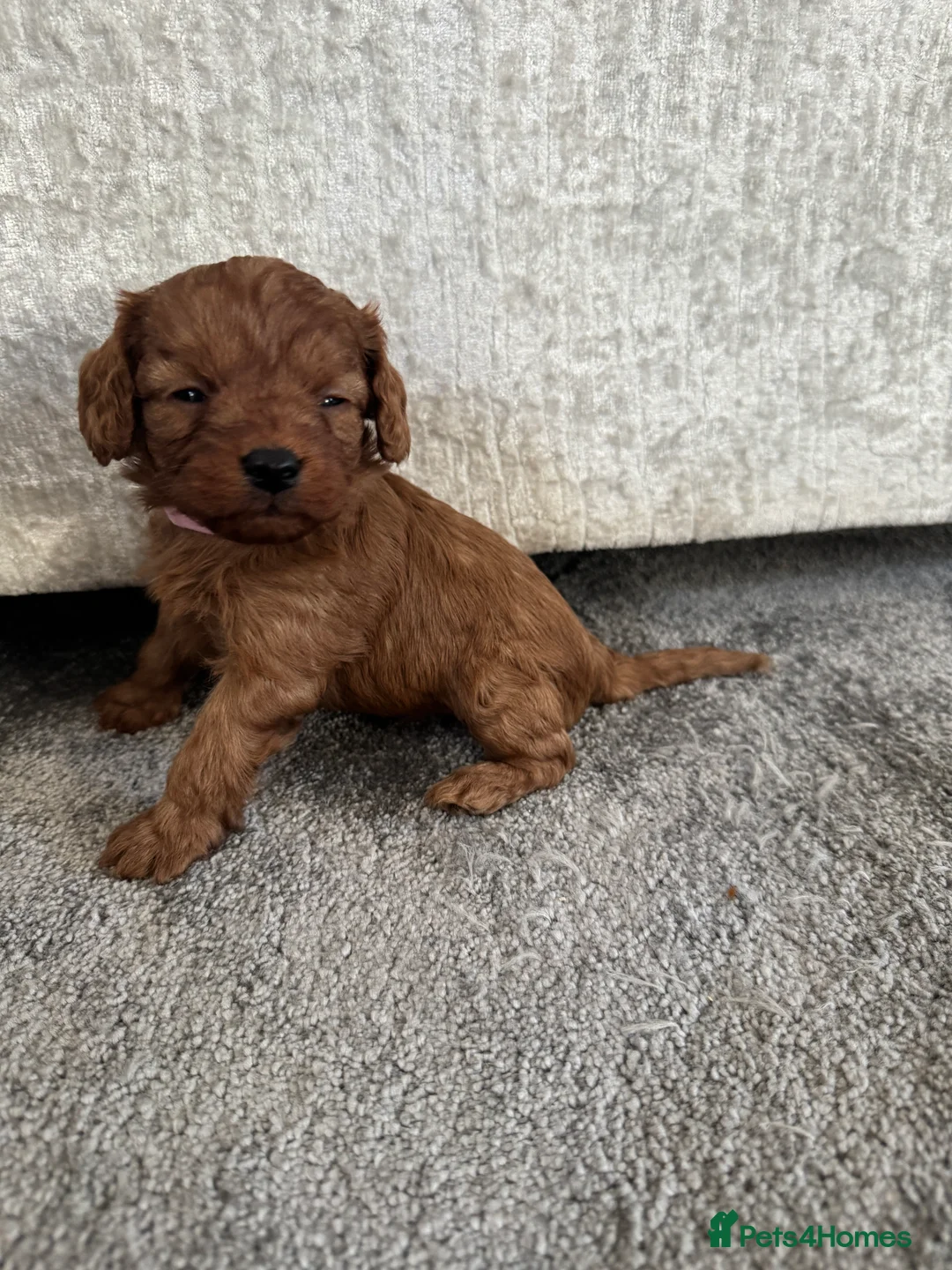 Cavapoo dogs for sale: Superb quality Cavapoo Puppies  - Advert 27