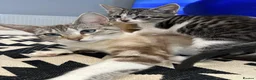 Mixed Breed cats for sale: Adorable Bengal Mix Kittens  - Advert 2