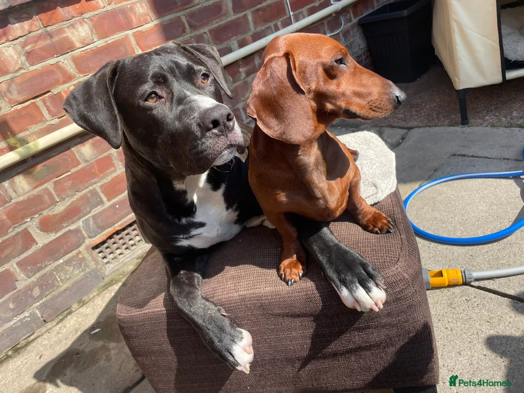 Dachshund dogs for stud: Dachshund for studding  - Advert 2