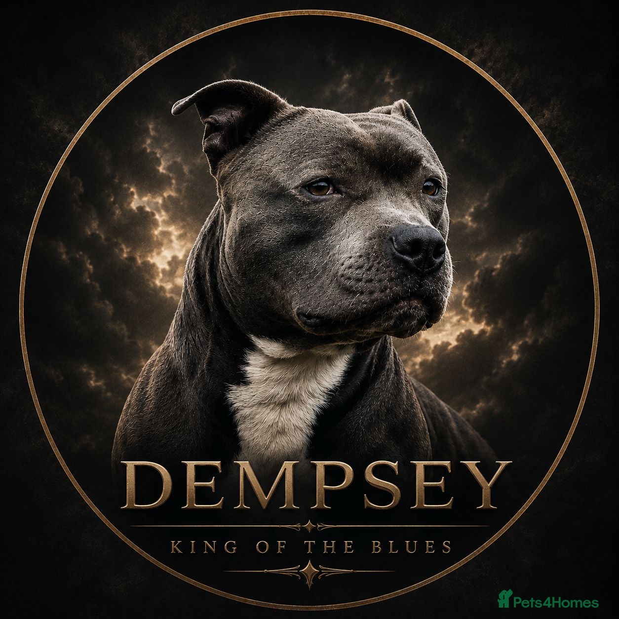 Staffordshire Bull Terrier dogs Dempsey The Blue Staffy  - Advert 1