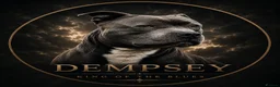 Staffordshire Bull Terrier dogs for stud: Dempsey The Blue Staffy  - Advert 1