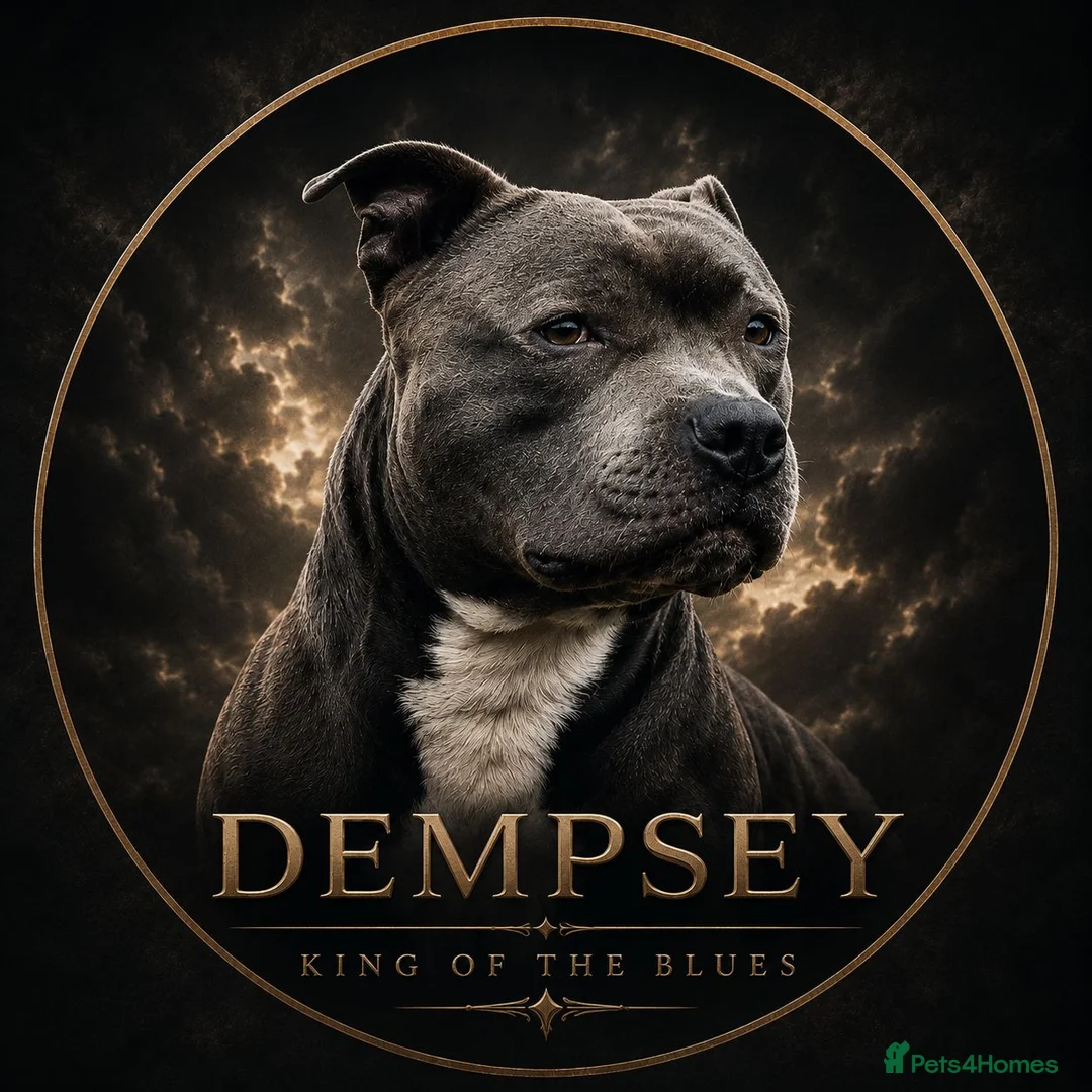 Staffordshire Bull Terrier dogs for stud: Dempsey The Blue Staffy  - Advert 1