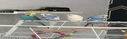 Budgerigars birds for sale: 3 Budgies and cage.  in Nottingham - Advert 2