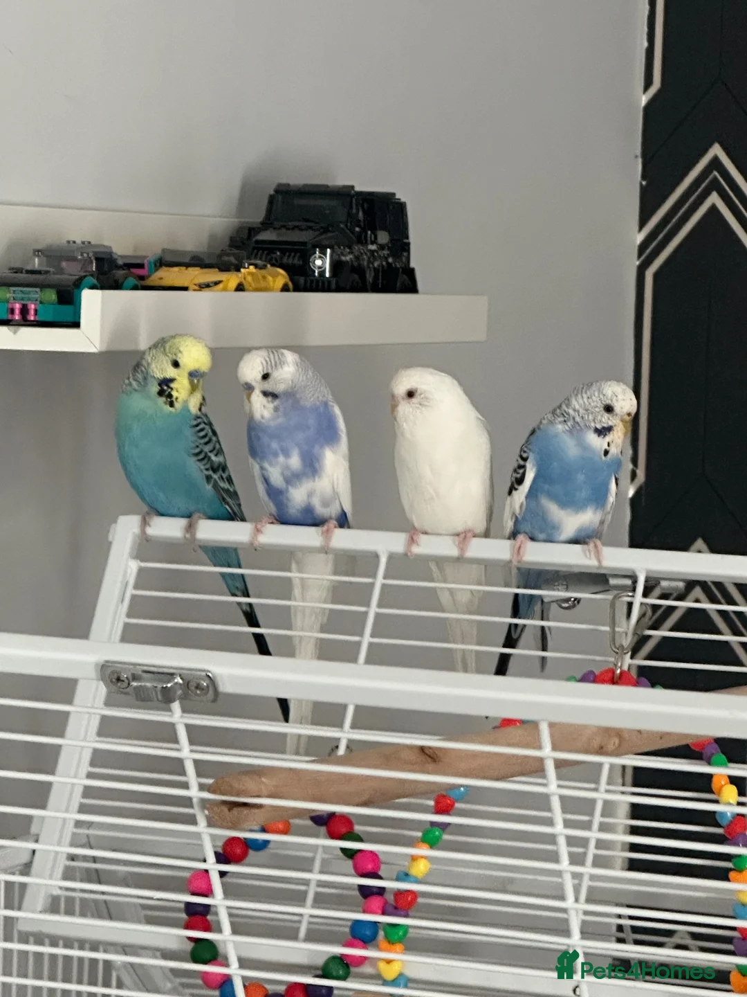 Budgerigars birds for sale: 3 Budgies and cage.  in Nottingham - Advert 2