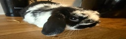 Mini Lop rabbits for sale: Pure mini lops READY TO LEAVE  - Advert 10