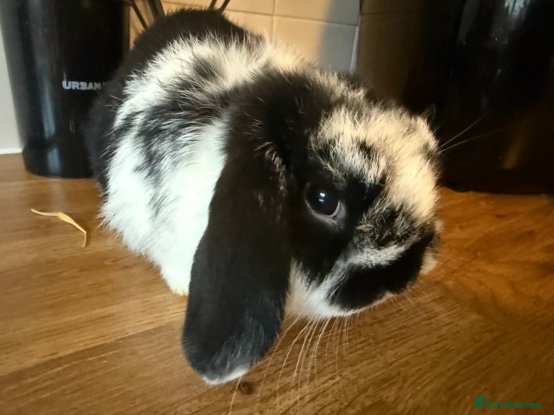 Mini Lop rabbits for sale: Pure mini lops READY TO LEAVE  - Advert 10