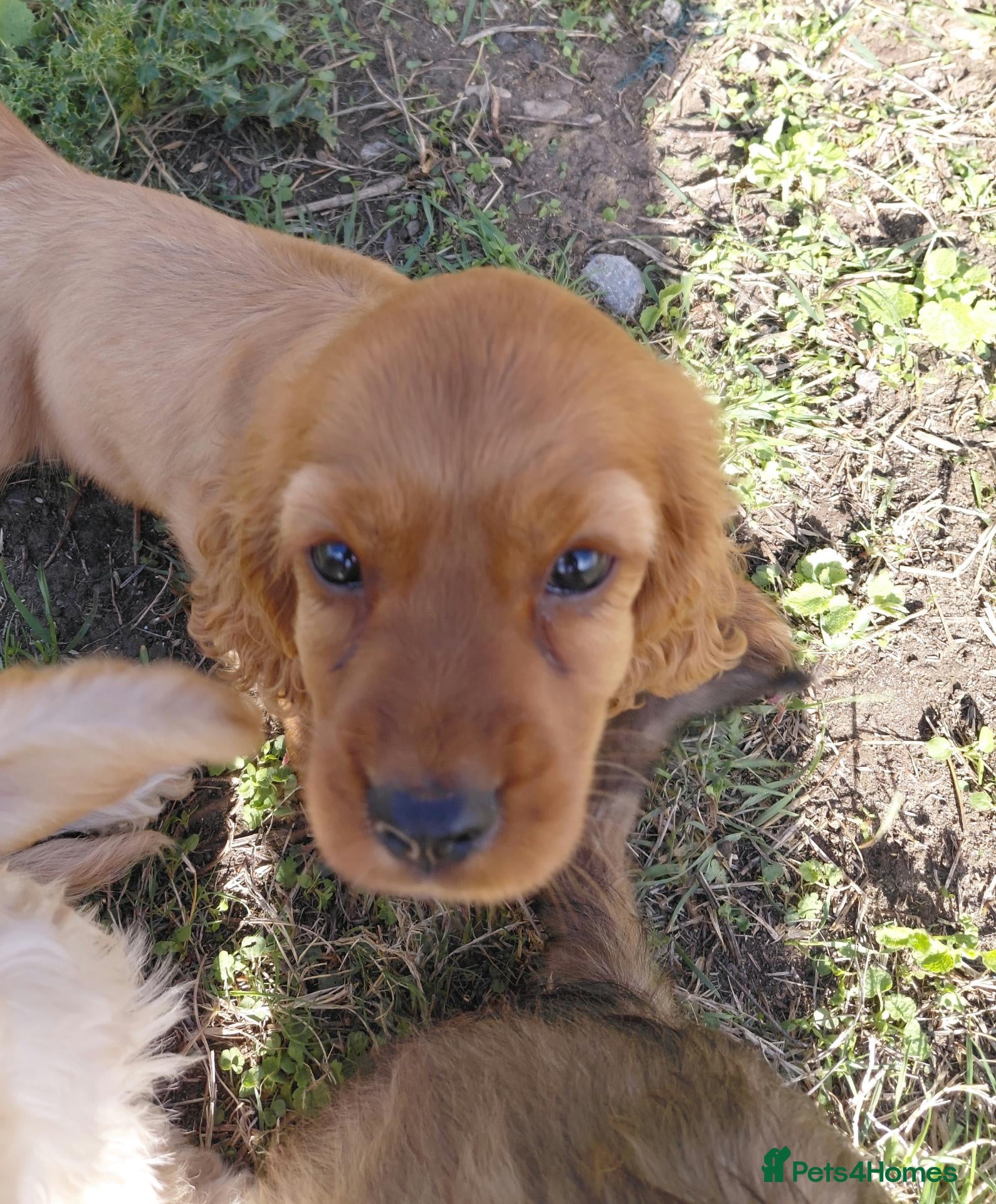 Cavalier King Charles Spaniel dogs 🐾 Beautiful Cockalier Puppies 🐾 - Advert 1
