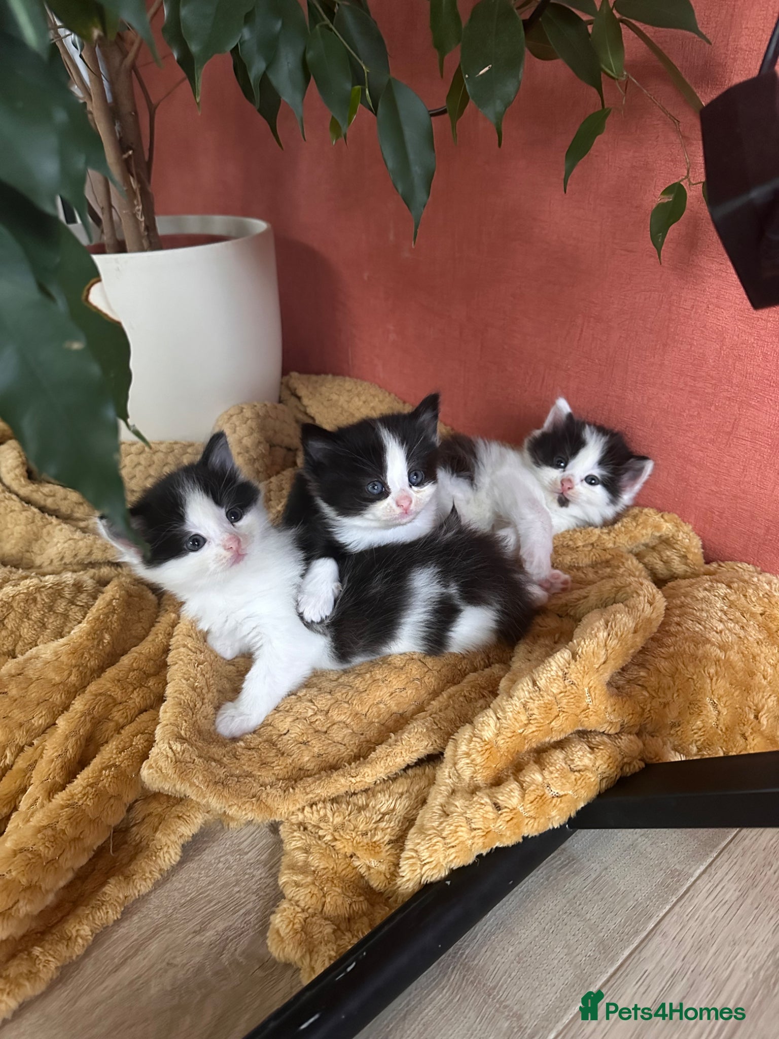 British Longhair cats 3 adorable kittens ready to go - Advert 9