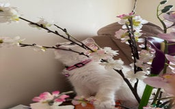 Ragdoll cats for sale: The Last Adorable Girl Ragdoll - Image 5