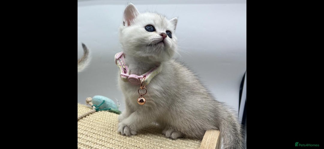 Scottish Fold cats for sale: Beautiful Scottish Straight Kittens - Advert 13