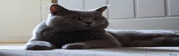 Scottish Fold cats for sale: Scottish fold  - Advert 3