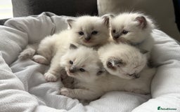 Ragdoll cats for sale: Ragdoll-lovely kittens - Image 24