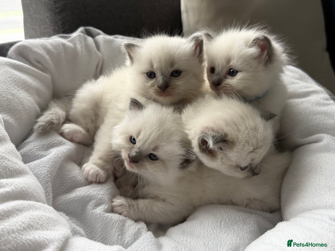 Ragdoll cats for sale: Ragdoll-lovely kittens - Image 24