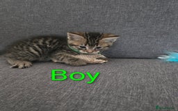 British Shorthair cats for sale: Kittens  - Image 4