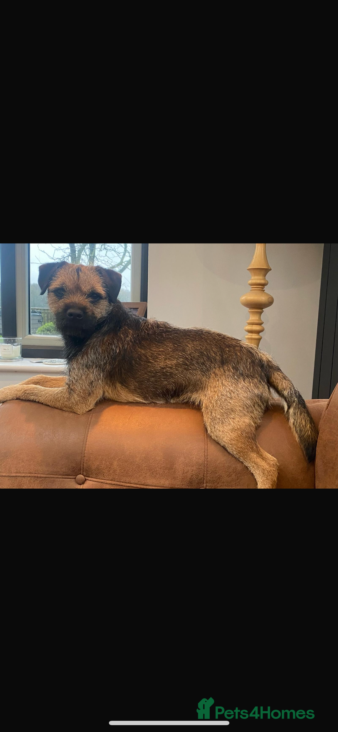 Border Terrier dogs for sale: 🐾 fantastic Border Terrier  - Image 19