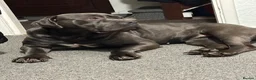 Cane Corso dogs for sale: Urgent Cane Corso female - Advert 2
