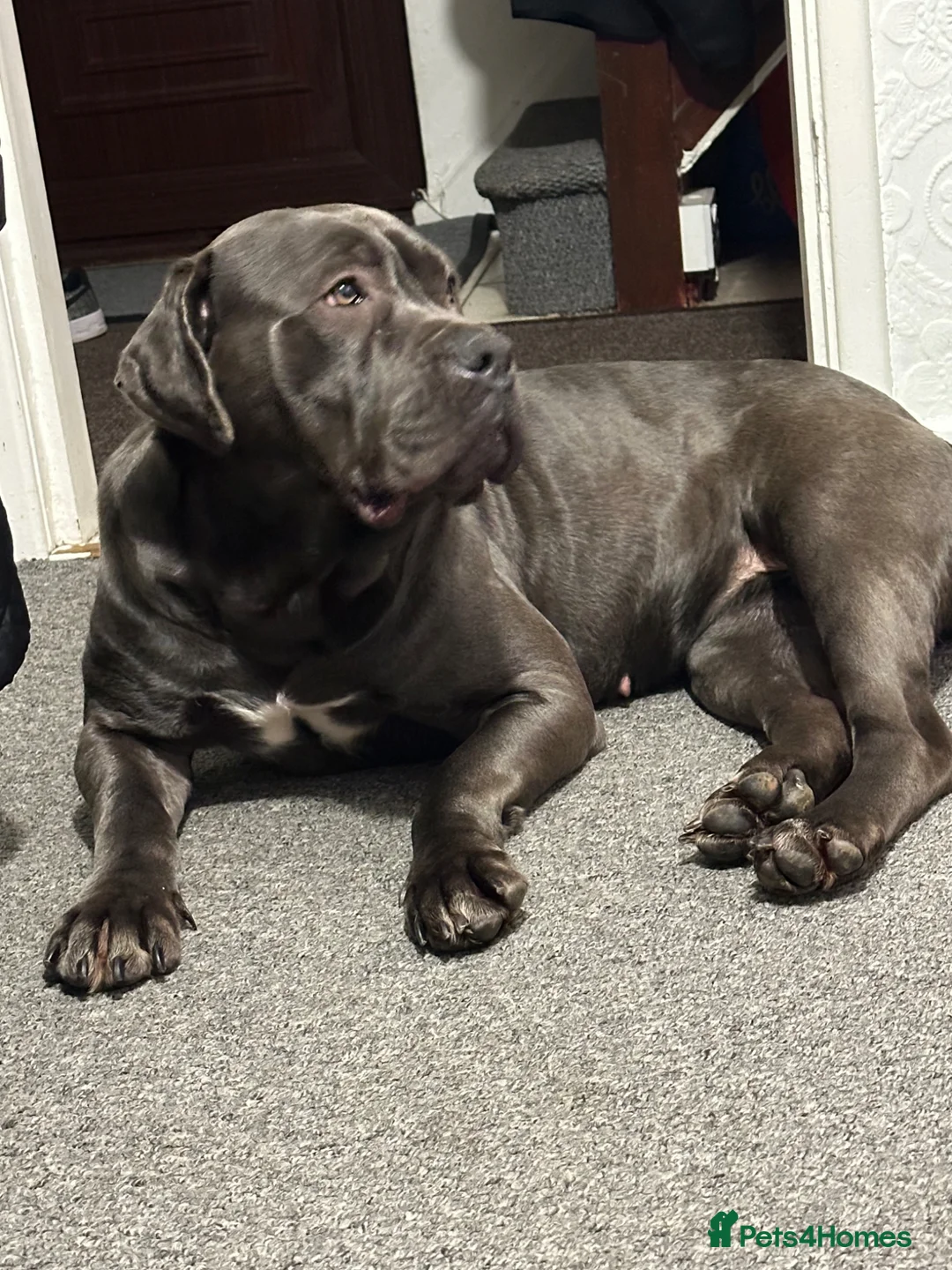 Cane Corso dogs for sale: Urgent Cane Corso female - Advert 2