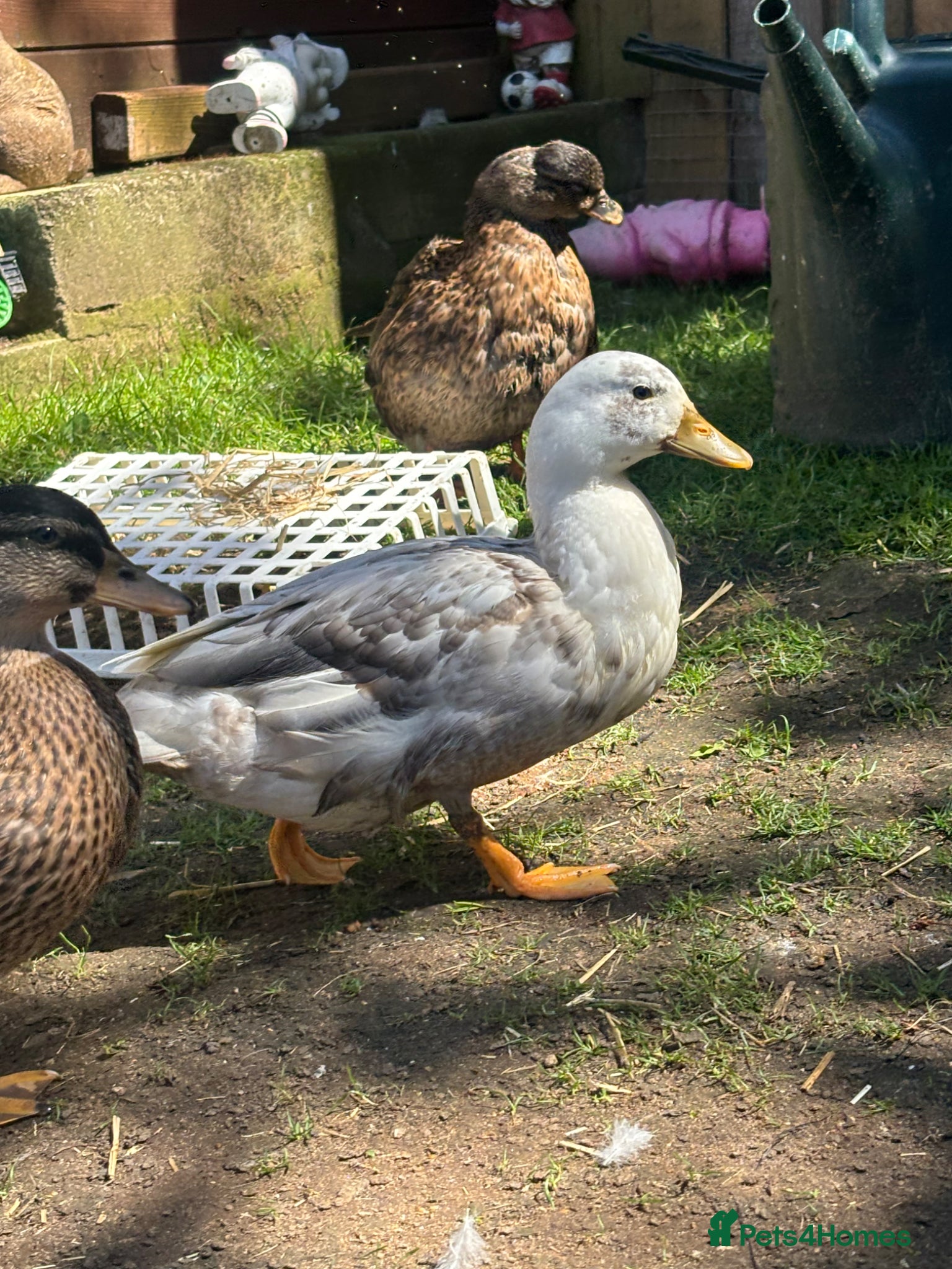 Ducks poultry for sale: Drake Call Ducks  - Advert 8