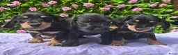 Mixed Breed dogs for sale: SCHNOXIE F1 PARENTS HEALTH TESTED  - Advert 5