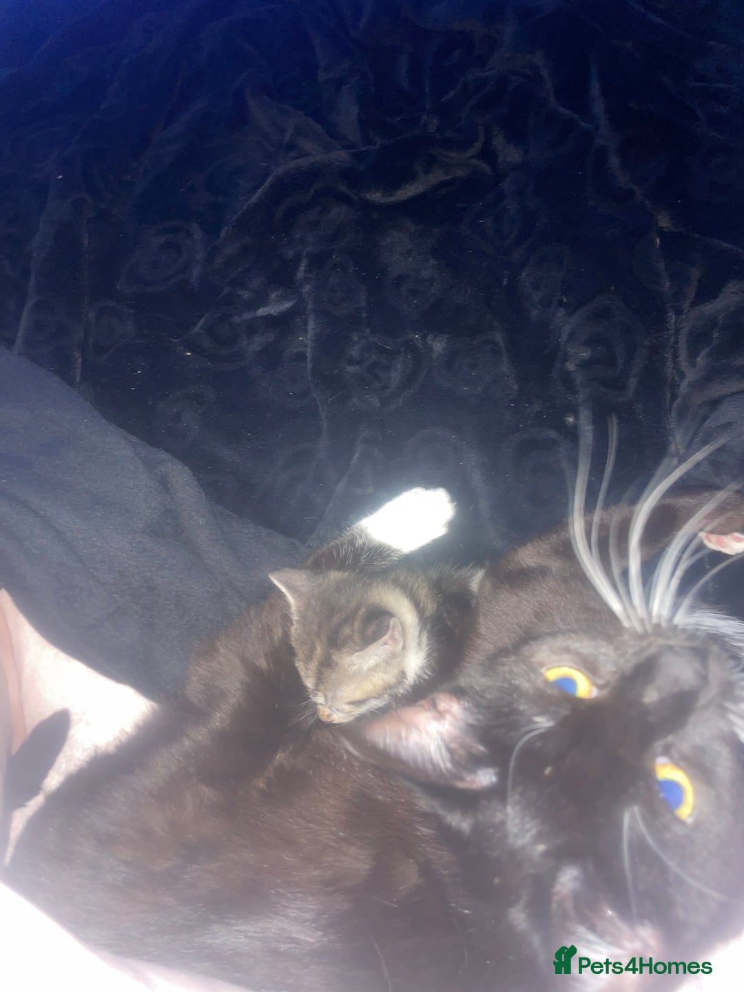 Domestic Shorthair cats for sale: Beautiful black boy looking for a furrever home!! - Image 10