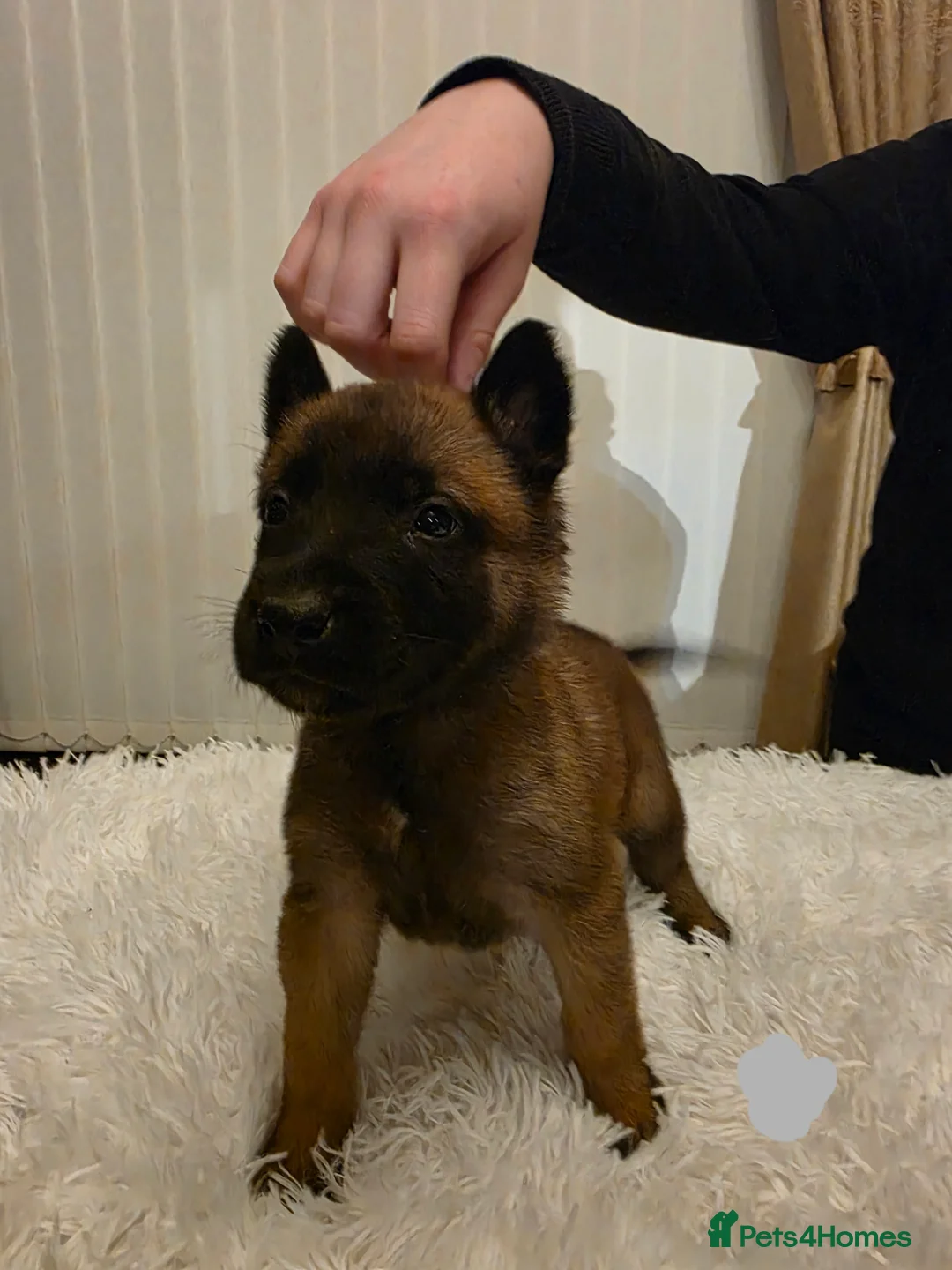 Belgian Shepherd Dog dogs for sale: 🔥🔥Fantastic Belgian Malinois Puppies🔥🔥 - Advert 3