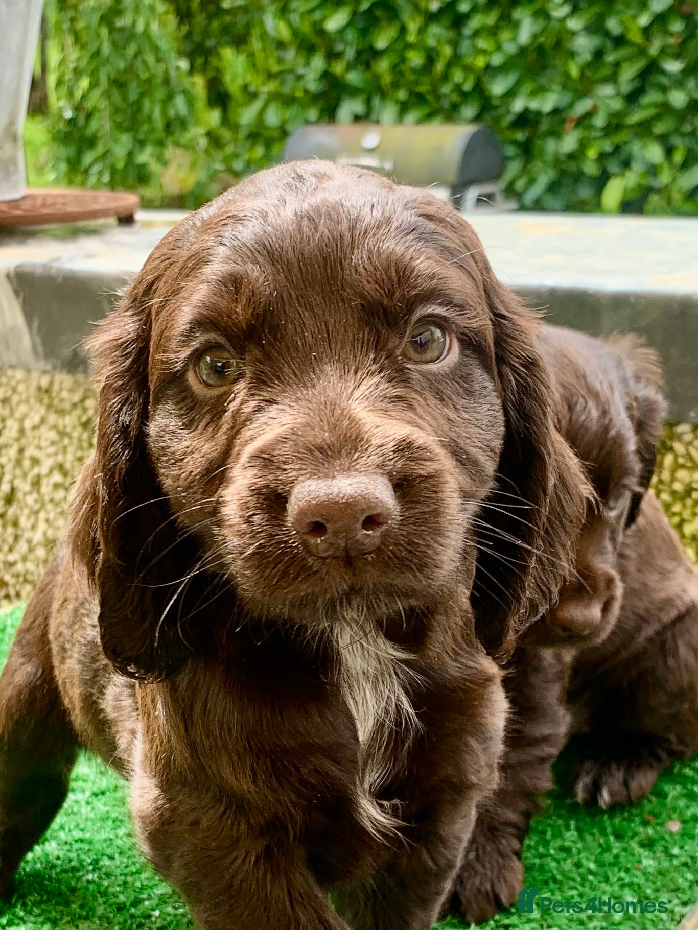 Cocker Spaniel dogs Sired from British Champion - Advert 4