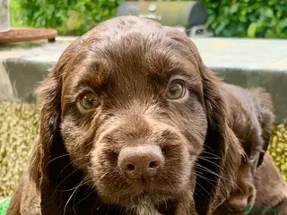 Cocker Spaniel dogs Sired from British Champion - Advert 4