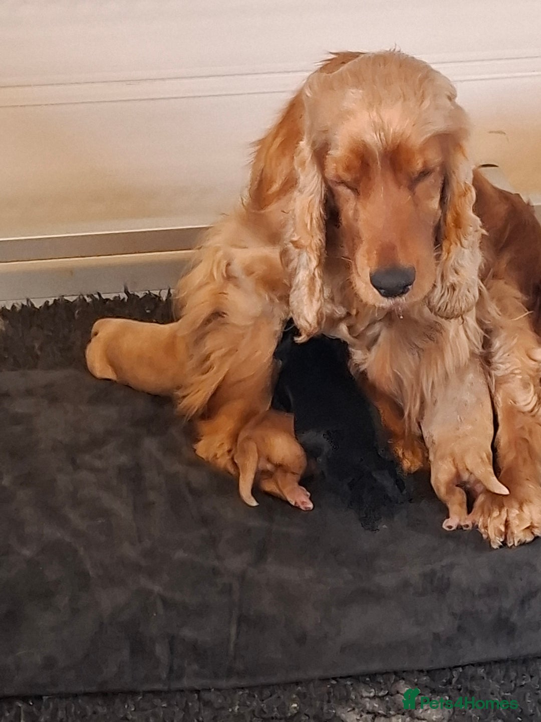 Cocker Spaniel dogs for sale: I reg cocker spaniel pups  - Image 3