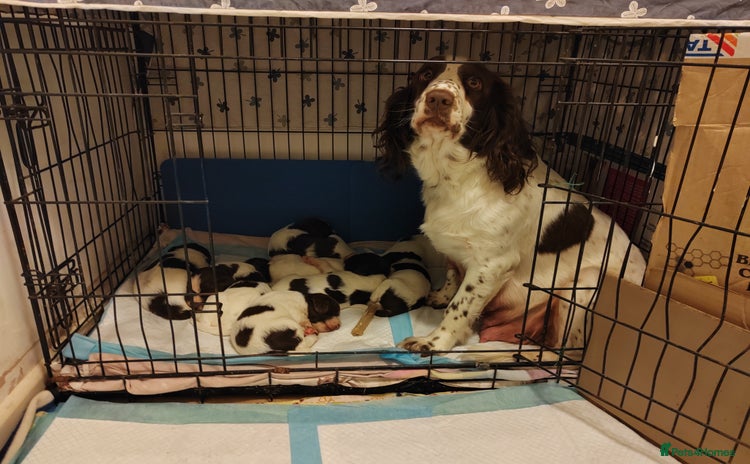 English Springer Spaniel dogs - Advert 2