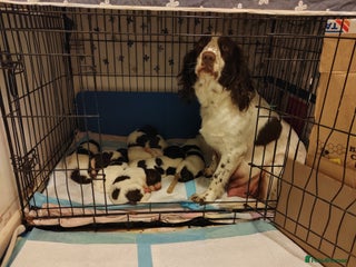 English Springer Spaniel dogs - Advert 5