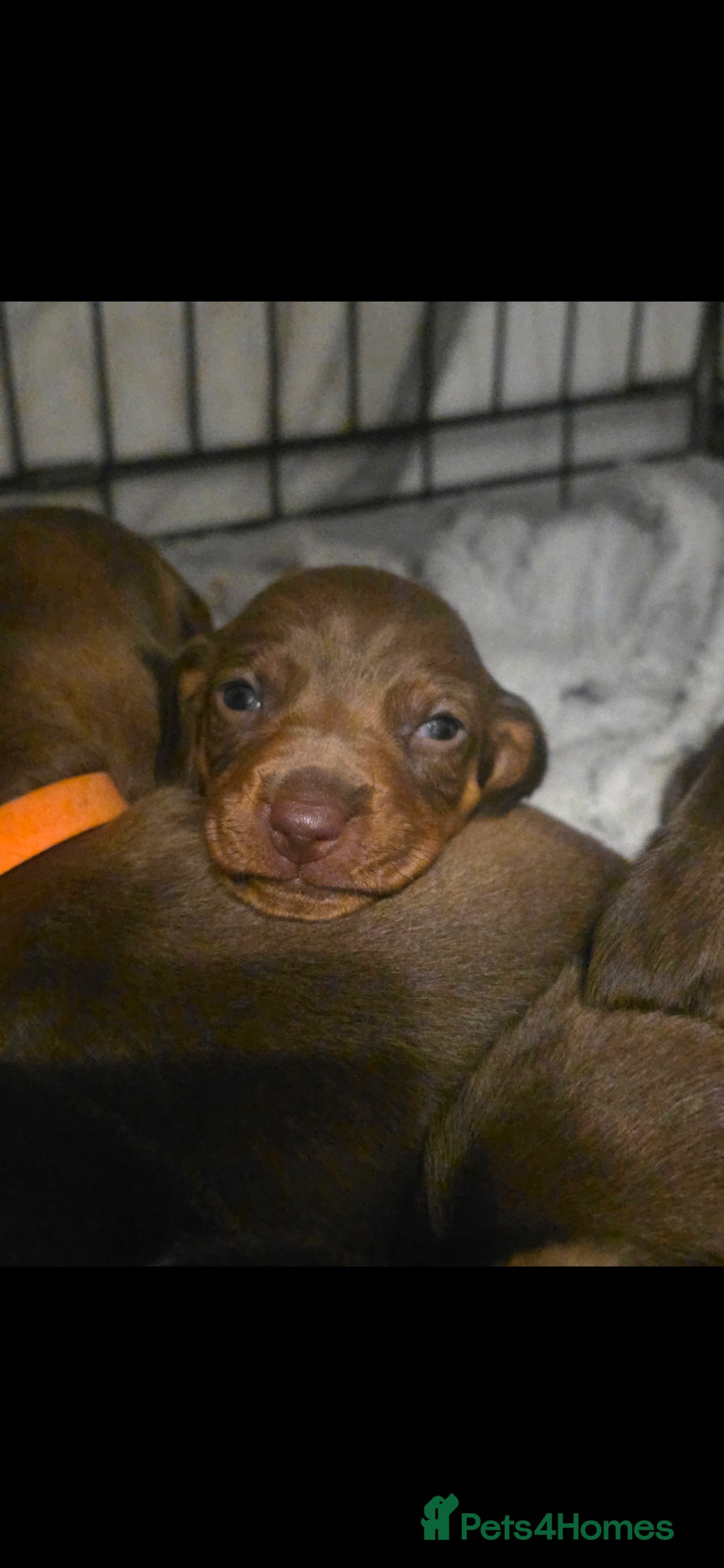 Dachshund dogs for sale: Dachshund  - Advert 32