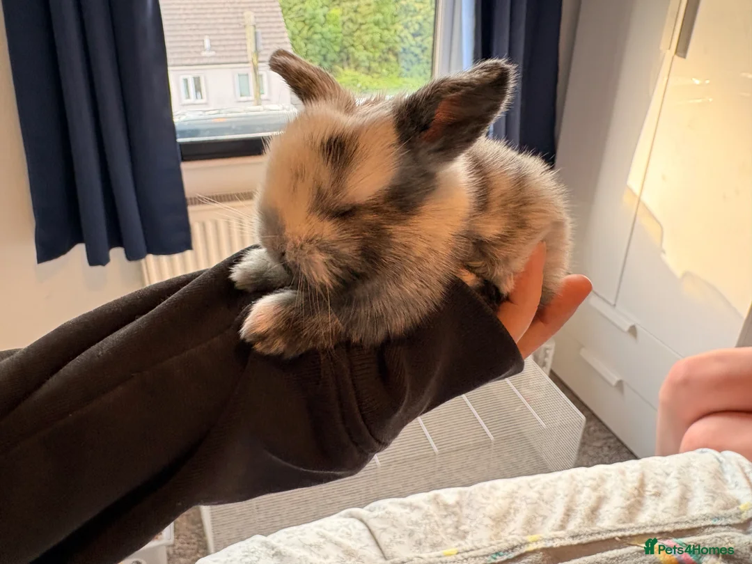 Mini Lop rabbits for sale: Beautiful mini lops ready soon in Penryn - Advert 7